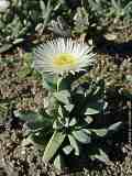 Delosperma taylorii