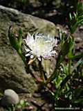Lampranthus blandus