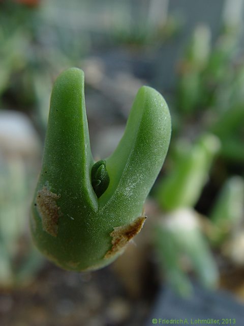 Mitrophyllum latibrateatum