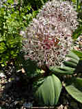 Allium karataviense, Blauzungen-Lauch