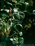 Philodendron species