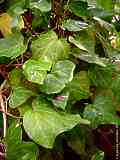 Hedera canariensis, Canary ivy, Kanarisches Efeu