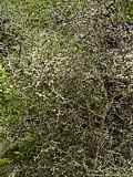 Corokia cotoneastera