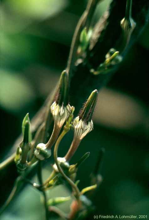 Ceropegia africana ssp. africana