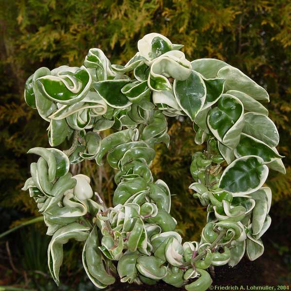 Hoya species