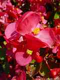 Begonia ×semperflorens-cultorum hort.