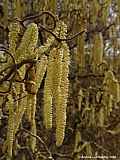 Betulaceae - birches - Birken