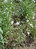 Omphalodes linifolia