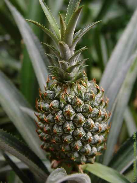 Ananas comosus