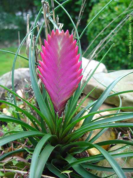 Tillandsia cyanea