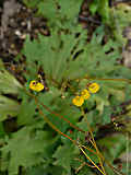Calceolaria filicaulis