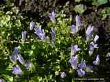Wahlenbergia hederacea