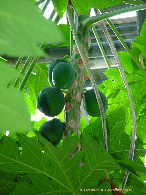 carica papaya thesis Anatomical and morphological responses of papaya thesis degree anatomical and morphological responses of papaya, carica papaya l. carica papaya thesis Anatomical and morphological responses of papaya thesis degree anatomical and morphological responses of papaya, carica papaya l.