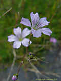 Gypsophila tenutifolia