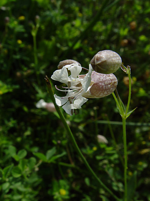 Silene vulgaris ssp. maritima