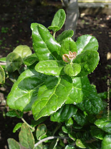 Elaeodendron pubescens