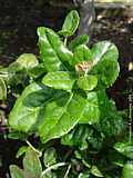 Elaeodendron pubescens