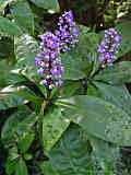 Commelinaceae