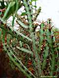 Euphorbia angustiflora