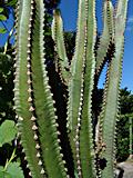 Euphorbia canariense