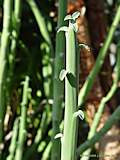 Euphorbia dregeana