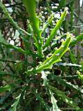 Euphorbia grandidens