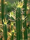 Euphorbia pentagona