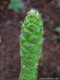 Euphorbia schubei, Monadenium schubei