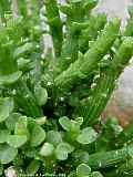 Euphorbia bisellenbeckii, Monadenium ellenbechii