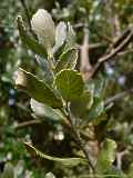 Quercus suber, cork oak, Korkeiche