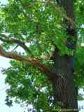Quercus robur, oak, Stiel-Eiche