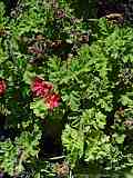 Pelargonium cv. Concolor Lace