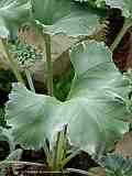 Pelargonium crassicaule