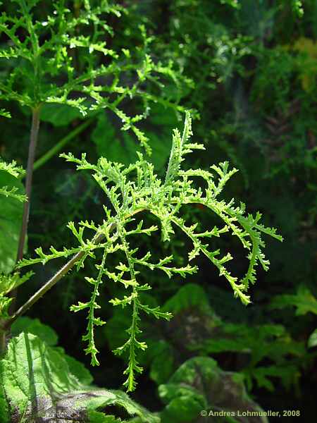 Pelargonium denticulatum
