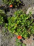 Pelargonium peltatum