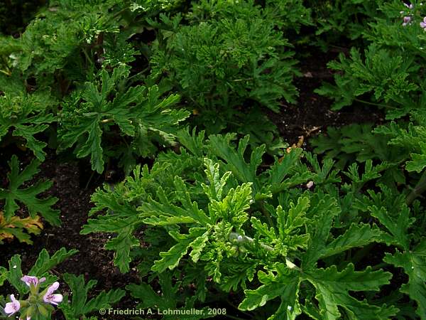 Pelargonium radens