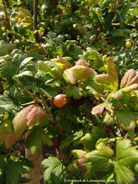 Ribes uva-crispa cv. Hinnomäki