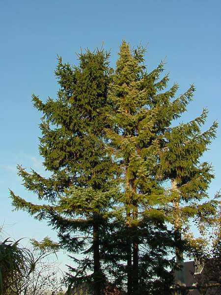 Picea abies, Gewöhnliche Fichte