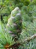 Pinus strobus, Weymouth-Kiefer