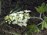 Hydrangea quercifolia, Eichenblättrige Hortensie