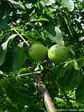 Juglandaceae - walnuts