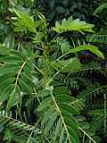 Cassia marylandica