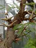 Acacia sphaerocephala, Ameisen-Akazie