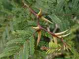 Acacia sphaerocephala, Ameisen-Akazie