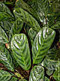 Calathea hybrid
