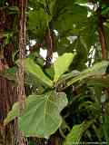 Ficus, Gummibaum, Feigenbaum