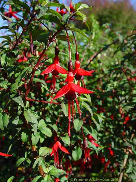 Fuchsia magellanica var. conica