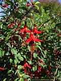 Fuchsia magellanica var. conica
