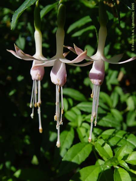 Fuchsia magellanica 'Molinae'