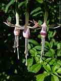 Fuchsia magellanica 'Molinae'